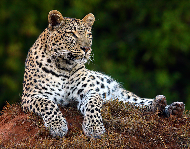 Leopard at Shamwari Game Reserve