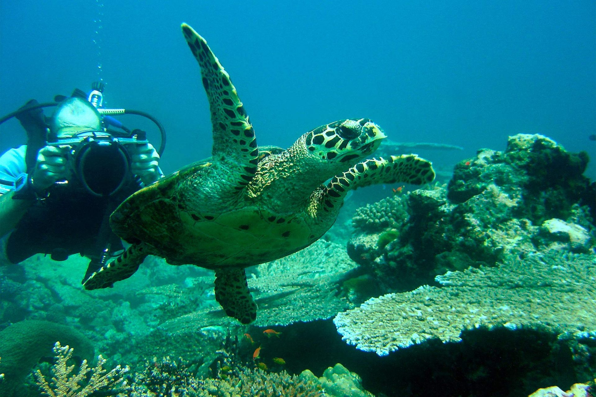 Scuba Dive with Turtles