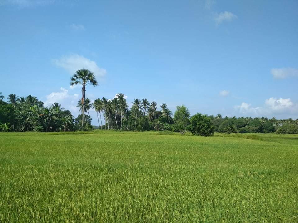 Farmer's Fields in the Philipines