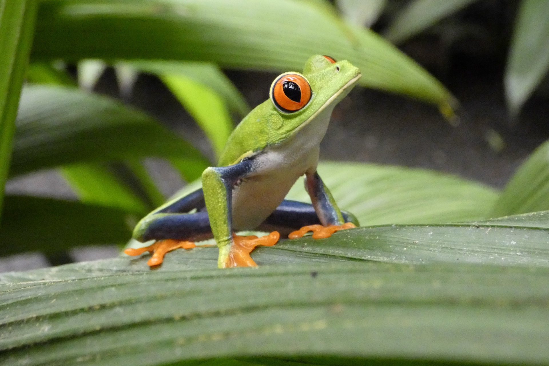 Red Eyed Tree Frog in Costa Rica