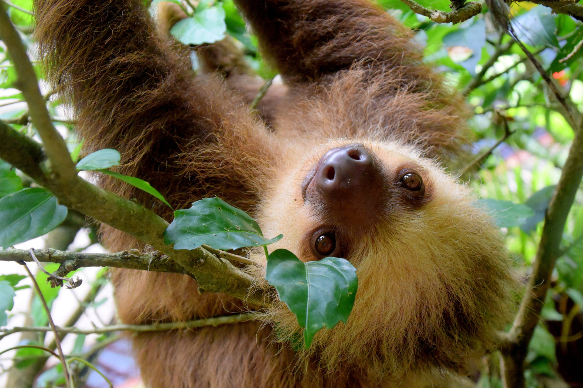 Sloth in Central America