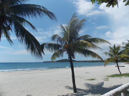 Palm trees on a tropical beach in the Philippines