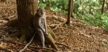 Long-tailed macaque resting against a tree in the forests of Bali and Nusa Penida