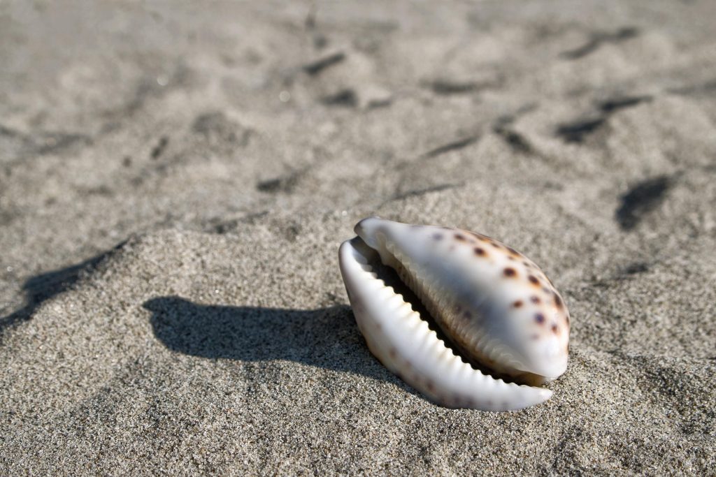 Cowry shell on sandy beach