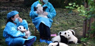 Volunteers caring for giant pandas during a wildlife conservation programme