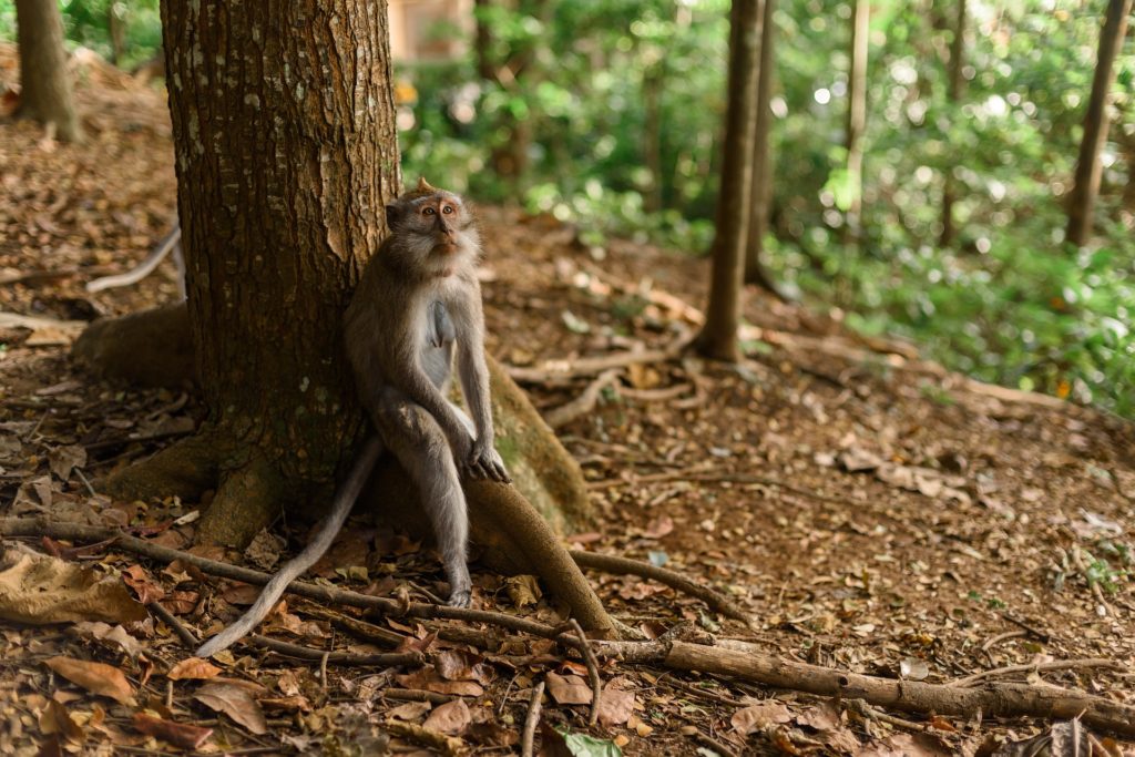 Monkey sitting on the forest floor in its natural habitat