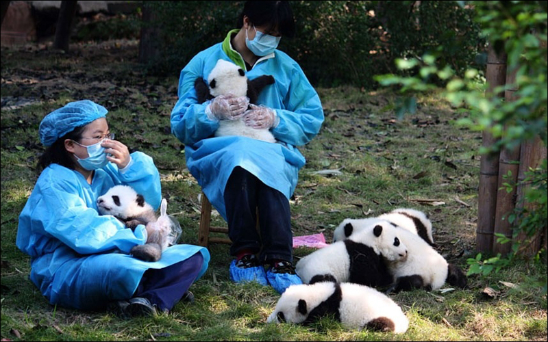 Giant panda cubs with conservation workers in a wildlife sanctuary